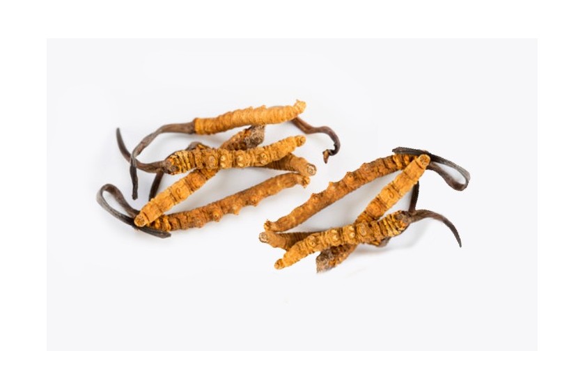 Cordyceps