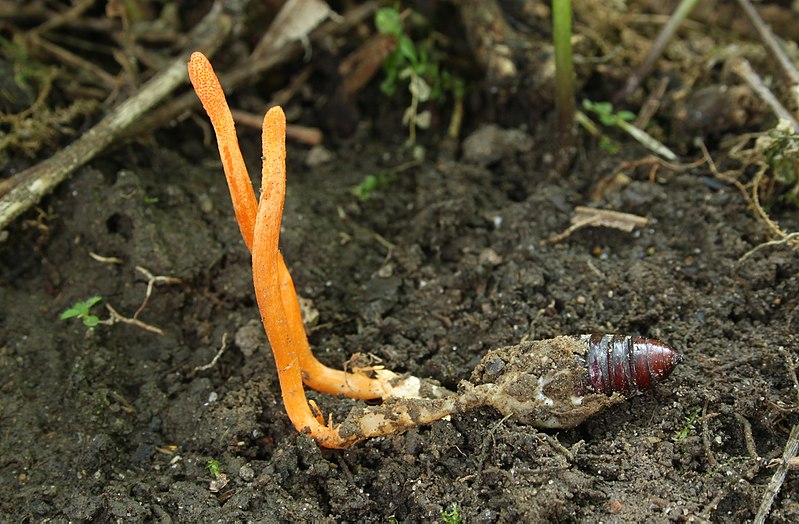 cordyceps